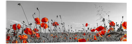 Akryylilasitaulu Idyllic poppy field