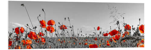 Foam board print Idyllic poppy field