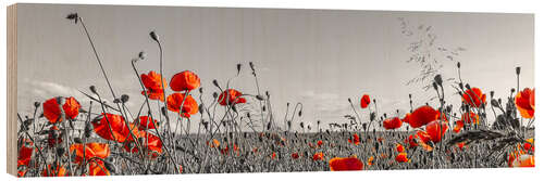 Wood print Idyllic poppy field