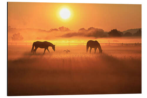 Aluminiumsbilde 2 horses and 1 gray heron