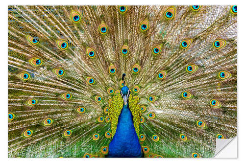 Sisustustarra Peacock beats a wheel