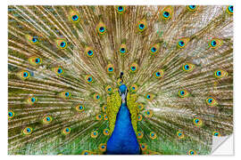 Sisustustarra Peacock beats a wheel