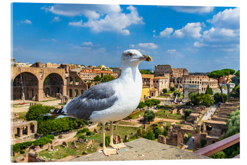 Cuadro de metacrilato Gaviota en el Foro Romano, Roma