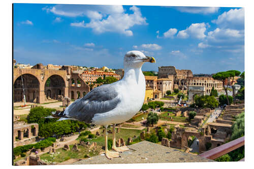 Tableau en aluminium Mouette au Forum Romain, Rome