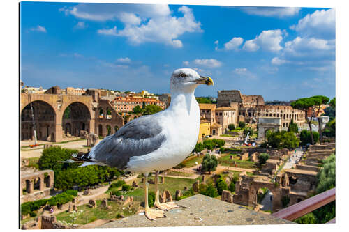 Quadro em plexi-alumínio Gaivota no Fórum Romano, Roma