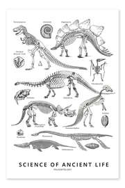 Poster à colorier  Paléontologie (anglais)