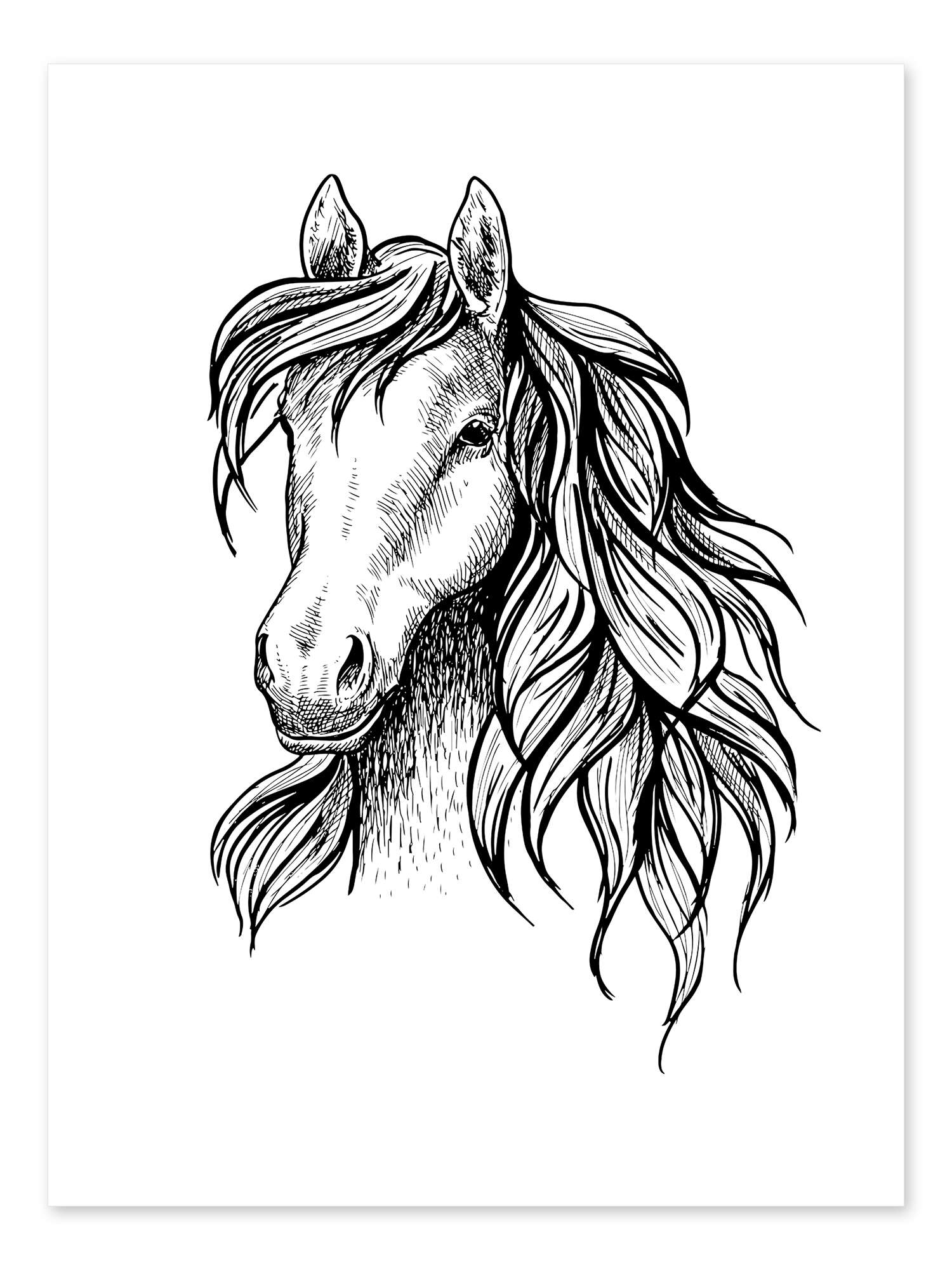 black and white horse head drawing