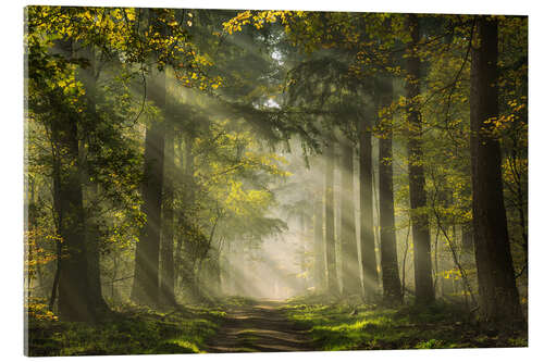 Akryylilasitaulu Dutch forest with beautiful sunrays