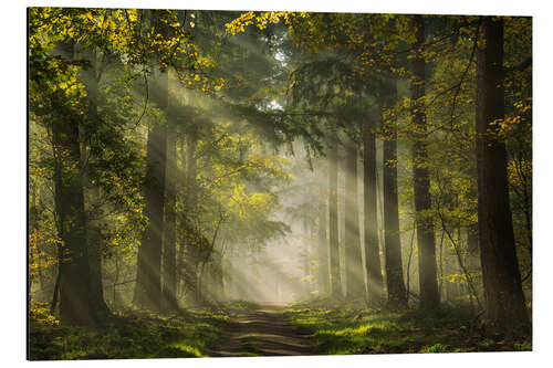 Aluminiumtavla Dutch forest with beautiful sunrays