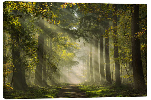 Leinwandbild Niederländischer Wald mit schönen Sonnenstrahlen