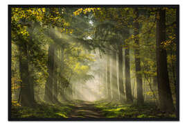 Gerahmter Kunstdruck Niederländischer Wald mit schönen Sonnenstrahlen