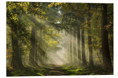 Foam board print Dutch forest with beautiful sunrays