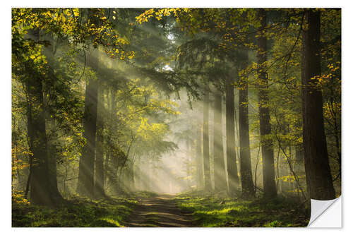 Wall sticker Dutch forest with beautiful sunrays