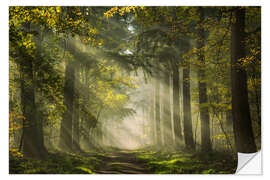 Selvklebende plakat Dutch forest with beautiful sunrays