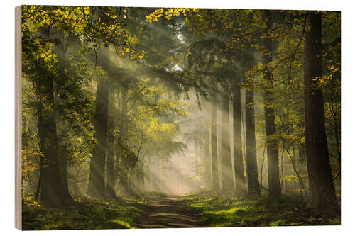 Wood print Dutch forest with beautiful sunrays