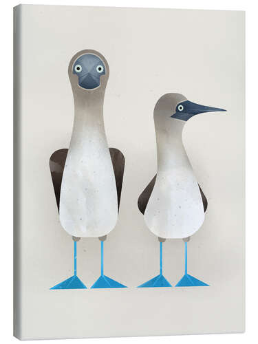 Canvas print Blue-Footed Boobies