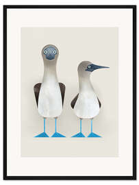 Framed art print Blue-Footed Boobies - Dieter Braun