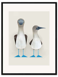 Ingelijste kunstdruk Blue Footed Boobies - Dieter Braun