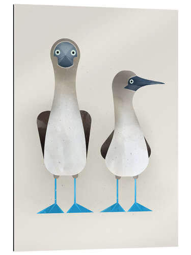 Cuadro de plexi-alu Blue Footed Boobies