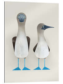 Cuadro de plexi-alu Blue Footed Boobies - Dieter Braun