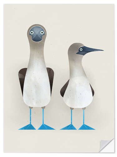 Wall sticker Blue-Footed Boobies