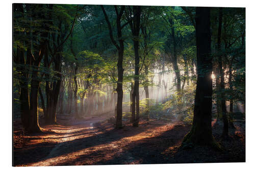 Aluminium print Morning beauty