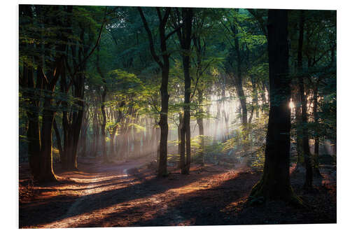 Foam board print Morning beauty