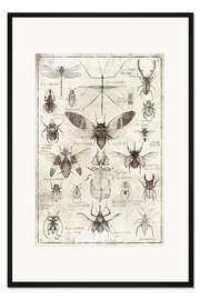 Gerahmter Kunstdruck Insekten II