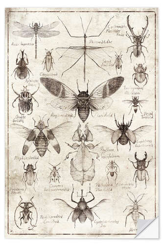 Selvklebende plakat Insects II