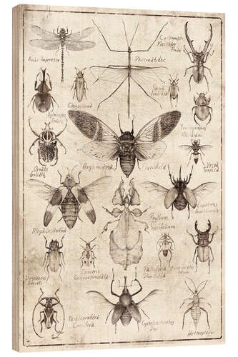 Wood print Insects II