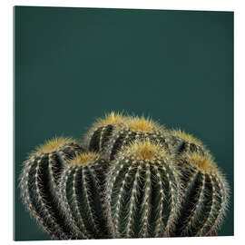 Acrylglas print Cacti I