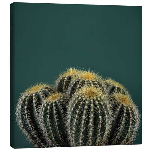 Canvas print Cacti I