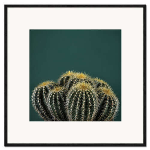 Innrammet kunsttrykk Cacti I