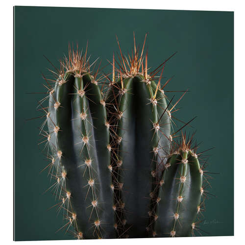 Gallery print Cacti II