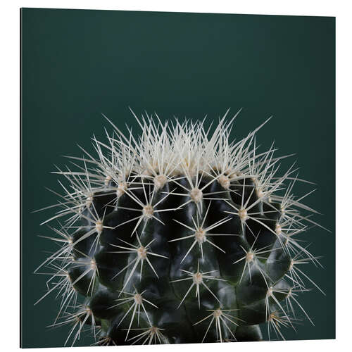 Aluminium print Cacti III