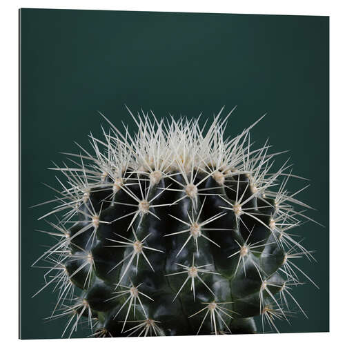 Galleritryck Cacti III