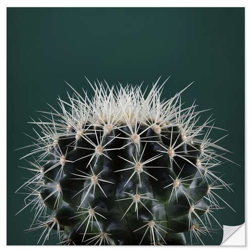 Vinilo para la pared Cactus III