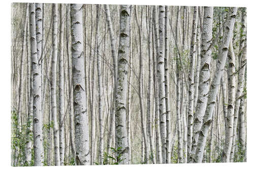 Acrylic print Birch forest (detail)