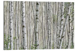 Tableau en aluminium Forêt de bouleaux (détail)