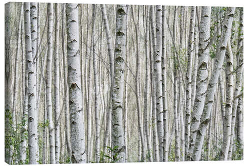 Lærredsbillede Birch forest (detail)