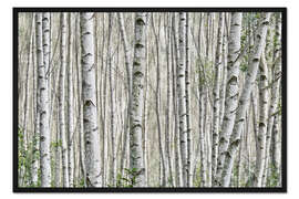 Gerahmter Kunstdruck Birkenwald (Detail)