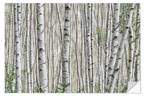 Selvklebende plakat Birch forest (detail)