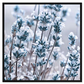 Gerahmter Kunstdruck Blauer Lavendeltraum