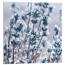 Gallery print Blue Lavender Dream