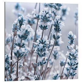 Magnettafel Blauer Lavendeltraum