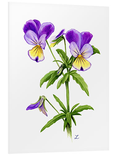 Foam board print Wild Pansies