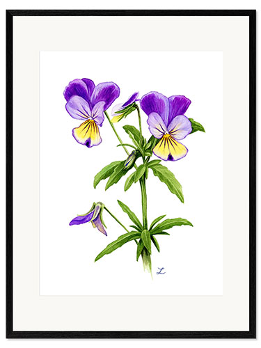 Kehystetty taidepainatus Wild Pansies