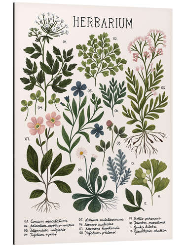 Aluminium print Herbarium