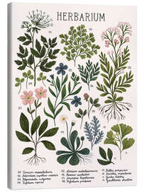 Canvas print  Herbarium - Kaja Kajfez