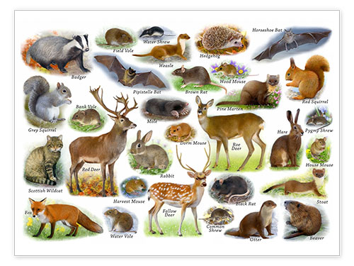 Poster Britische Wildtiere